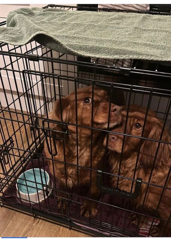 Cocker Spaniel puppies for sale in Hersham, Surrey โ 5 years old