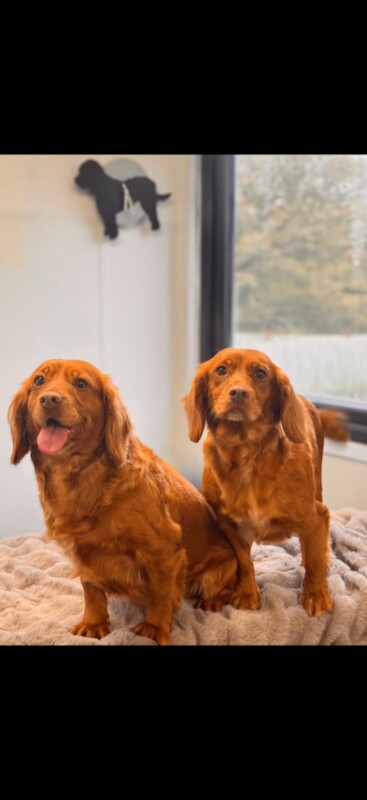 Cocker Spaniel puppies for sale in Hersham, Surrey – 5 years old - Image 2 of 2