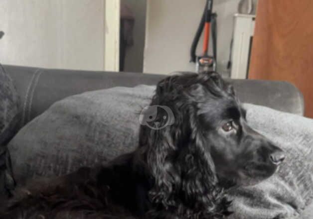Cocker Spaniel puppies for sale in Saltcoats, North Ayrshire – 1 year old - Image 1 of 5