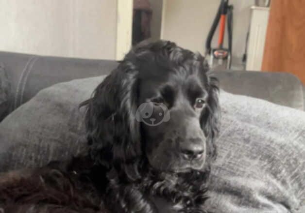 Cocker Spaniel puppies for sale in Saltcoats, North Ayrshire – 1 year old - Image 2 of 5
