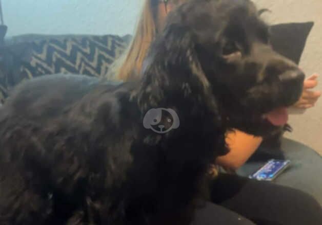 Cocker Spaniel puppies for sale in Saltcoats, North Ayrshire – 1 year old - Image 3 of 5