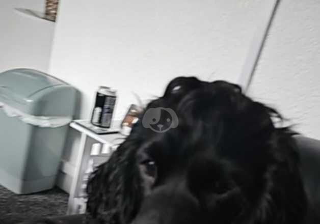 Cocker Spaniel puppies for sale in Saltcoats, North Ayrshire – 1 year old - Image 4 of 5