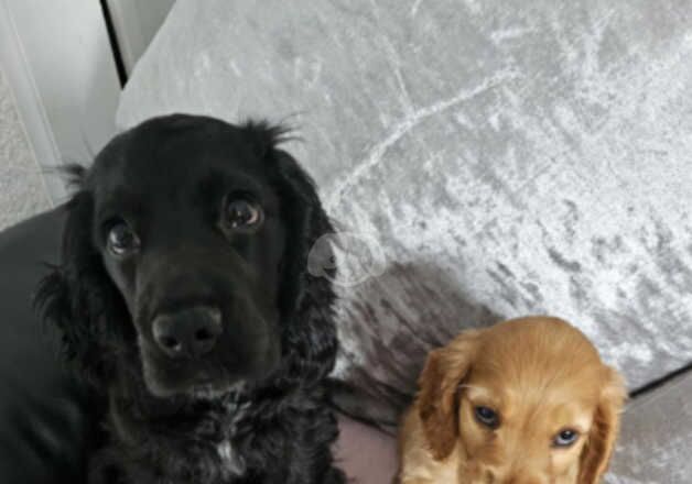 Cocker Spaniel puppies for sale in Saltcoats, North Ayrshire – 1 year old - Image 5 of 5