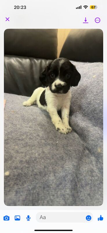 Cocker Spaniel puppies for sale in Motherwell, Lanarkshire – 10 months old - Image 1 of 3