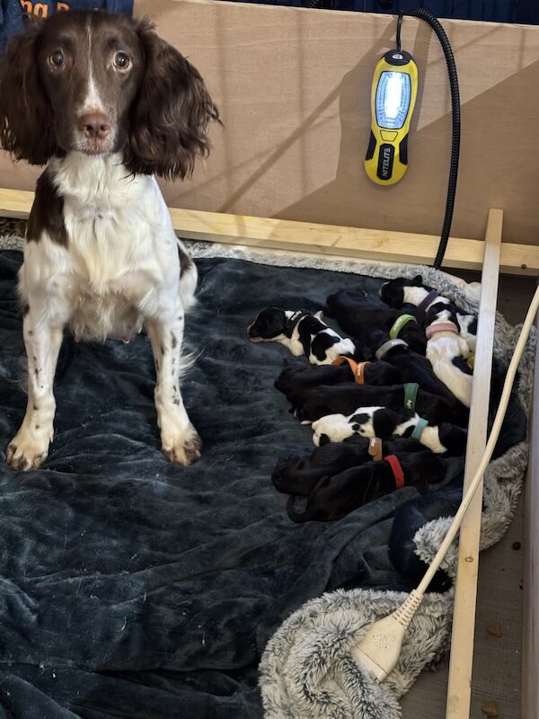 Cocker Spaniel puppies for sale in Motherwell, Lanarkshire – 10 months old - Image 2 of 3