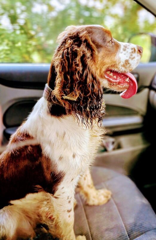 Cocker spaniel stud for sale in Wisbech, Cambridgeshire