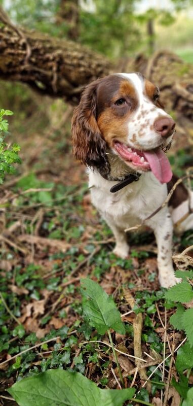 Cocker Spaniel stud dog for stud in Wisbech, Cambridgeshire – KC registered, 2 years old - Image 2 of 4