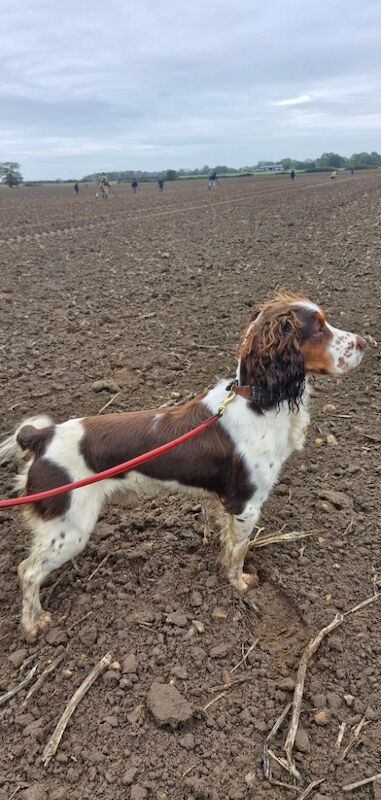 Cocker spaniel stud for sale in Wisbech, Cambridgeshire | Image 3
