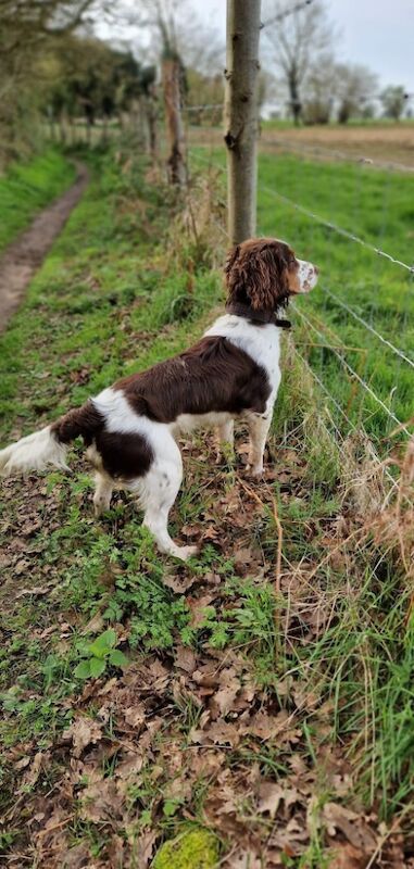 Cocker Spaniel stud dog for stud in Wisbech, Cambridgeshire – KC registered, 2 years old - Image 4 of 4