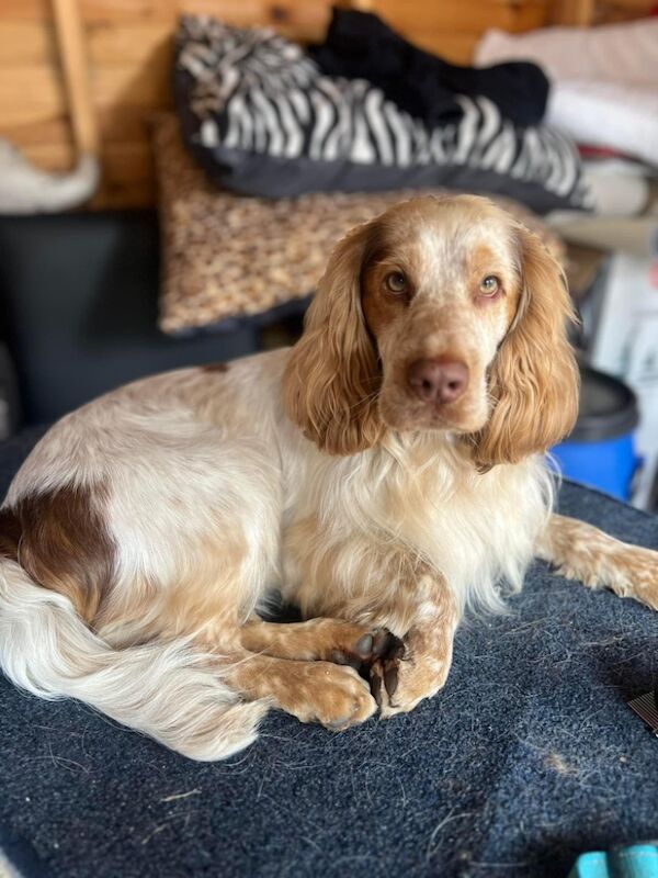 Cocker spaniel stud for sale in Worksop, Nottinghamshire - Image 2