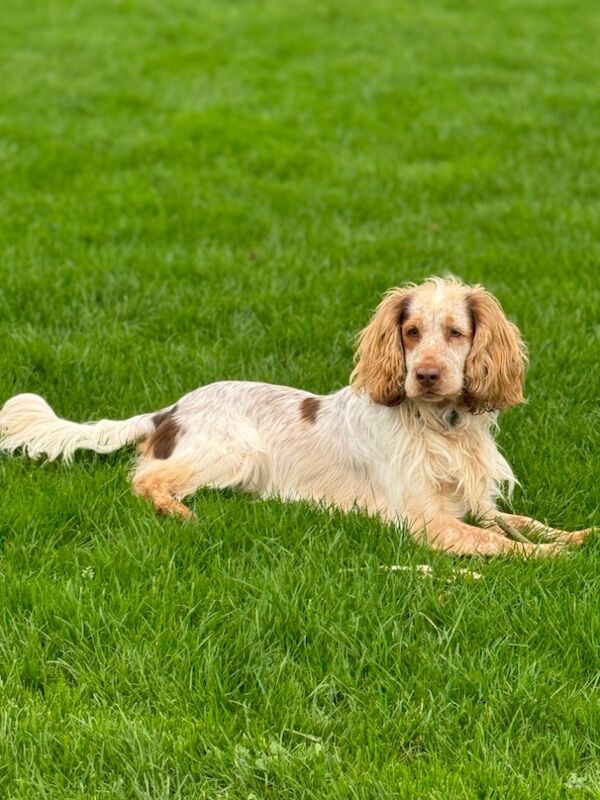 Cocker spaniel stud for sale in Worksop, Nottinghamshire - Image 3