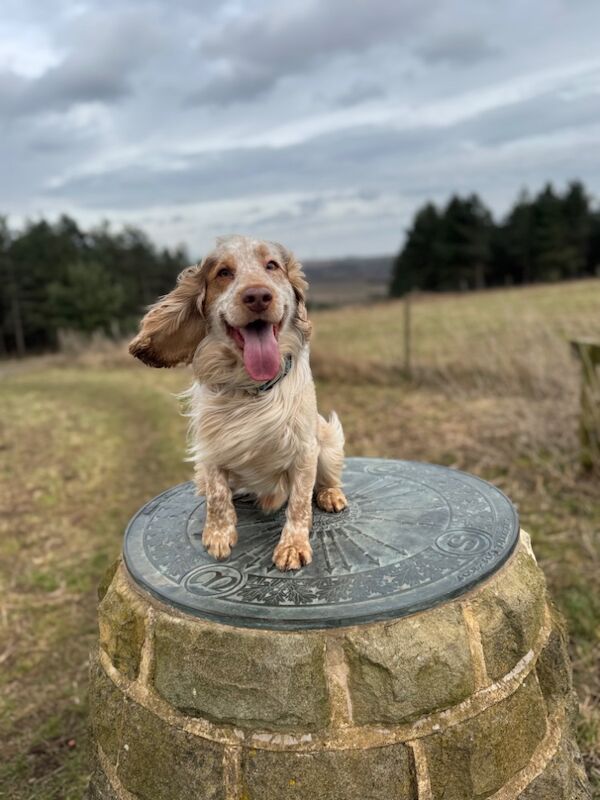 Cocker spaniel stud for sale in Worksop, Nottinghamshire - Image 4