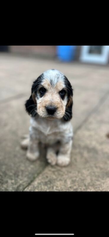 Cocker spaniel stud for sale in Worksop, Nottinghamshire - Image 5