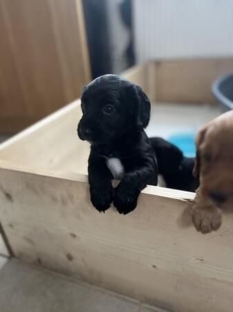 Cocker Spaniel puppies for sale in Manchester, Greater Manchester – 1 year old - Image 1 of 5