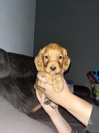 Cocker Spaniel puppies for sale in Manchester, Greater Manchester – 1 year old - Image 2 of 5