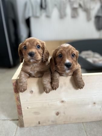 Cocker Spaniel puppies for sale in Manchester, Greater Manchester – 1 year old - Image 3 of 5