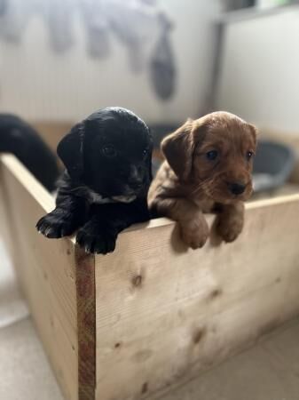 Cocker Spaniel puppies for sale in Manchester, Greater Manchester – 1 year old - Image 4 of 5