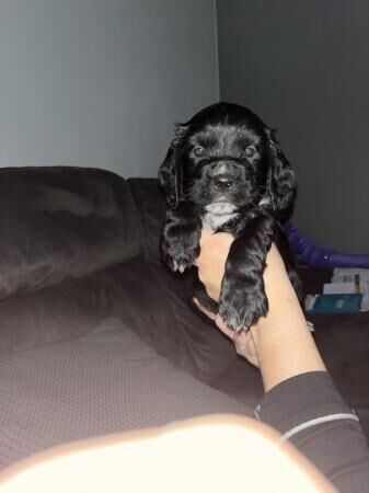 Cocker Spaniel puppies for sale in Manchester, Greater Manchester – 1 year old - Image 5 of 5