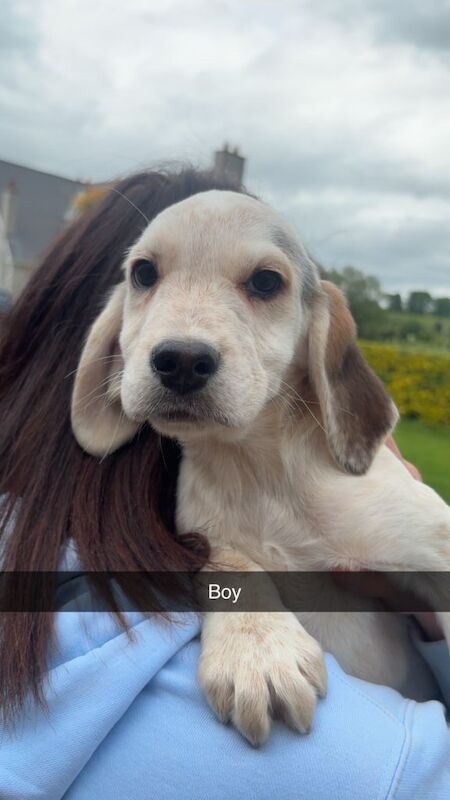Cocker spaniel x beagle