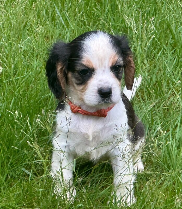 Cocker spaniel x Cavalier puppy