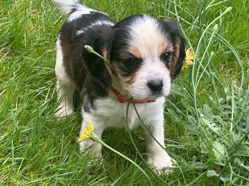 Cocker spaniel x Cavalier puppy - Image 2 of 3