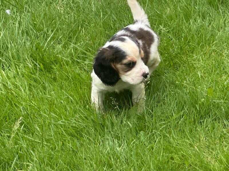 Cocker spaniel x Cavalier puppy - Image 3 of 3