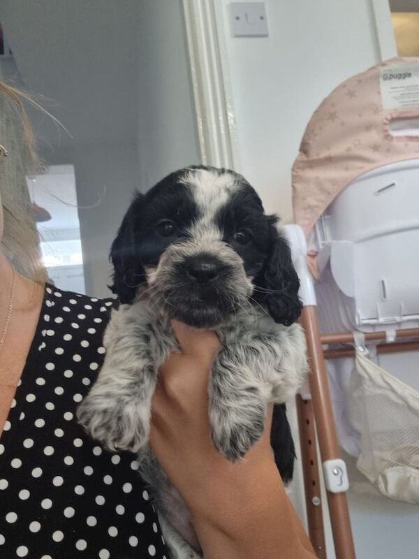 Cocker Spaniel puppies for sale in Southend-on-Sea, Essex – KC registered, 7 weeks old - Image 2 of 3