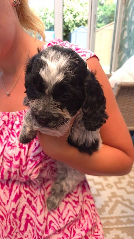 Cocker Spaniel puppies for sale in Southend-on-Sea, Essex – KC registered, 7 weeks old - Image 3 of 3
