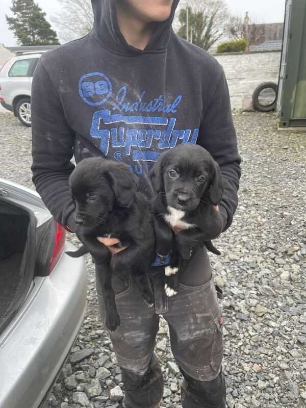 Cocker spaniel x collie pups