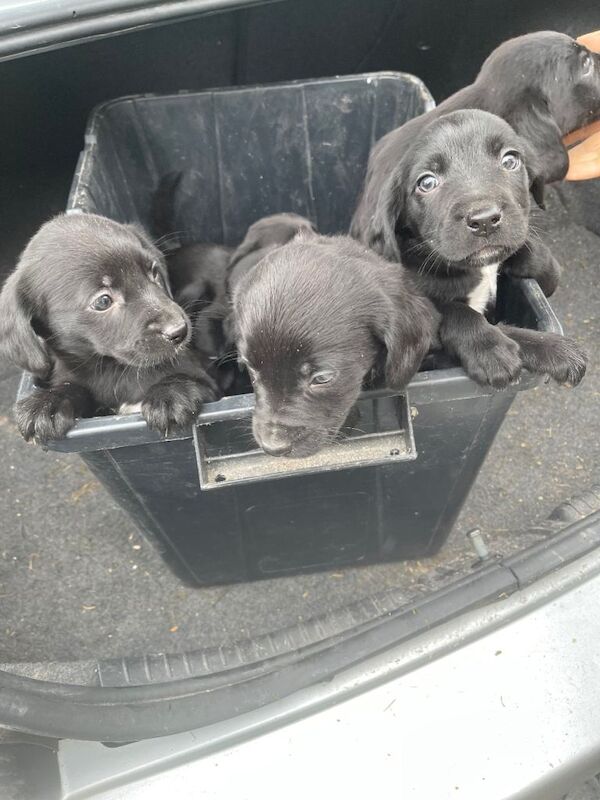 Cocker spaniel x collie pups - Image 2 of 3