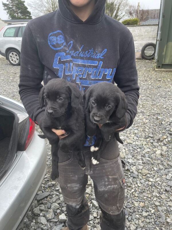 Cocker spaniel x collie pups - Image 3 of 3