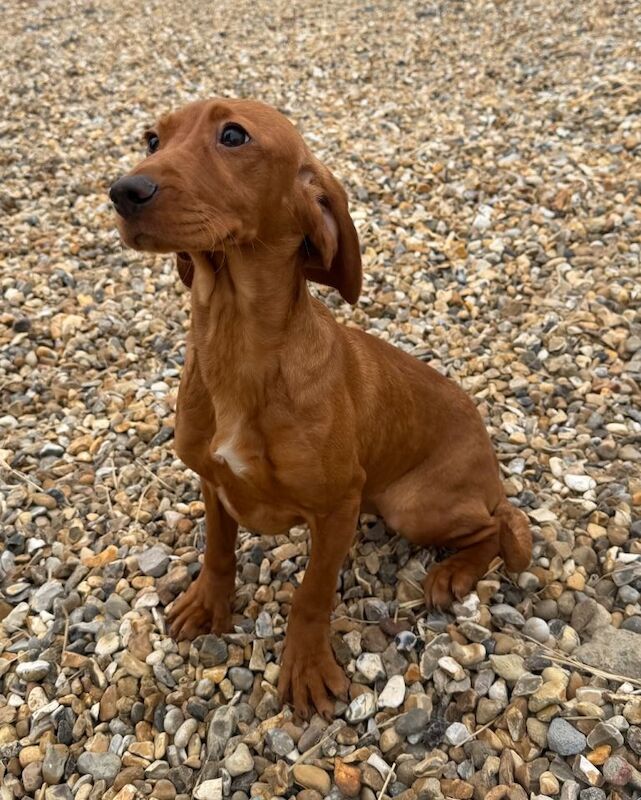Cocker spaniel x dachshund