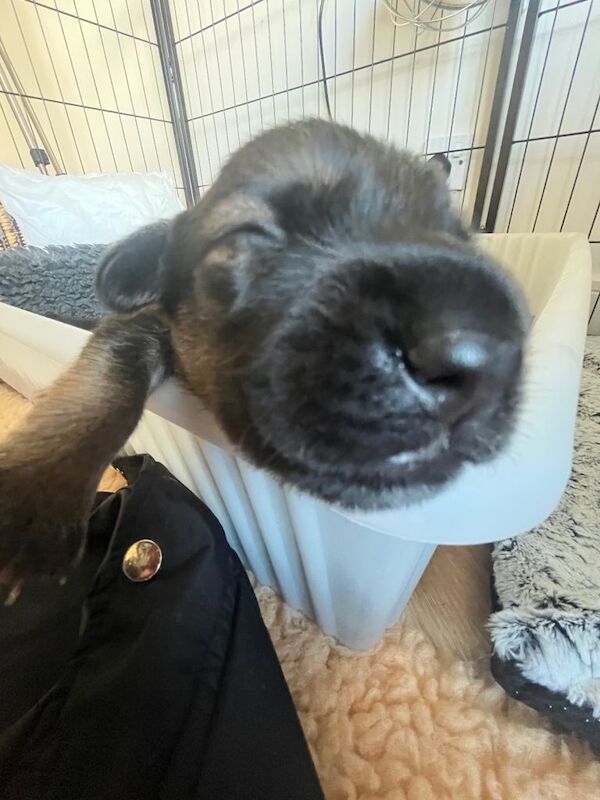 Cocker Spaniel puppies for sale in Abergele, Conwy – 4 months old - Image 2 of 3