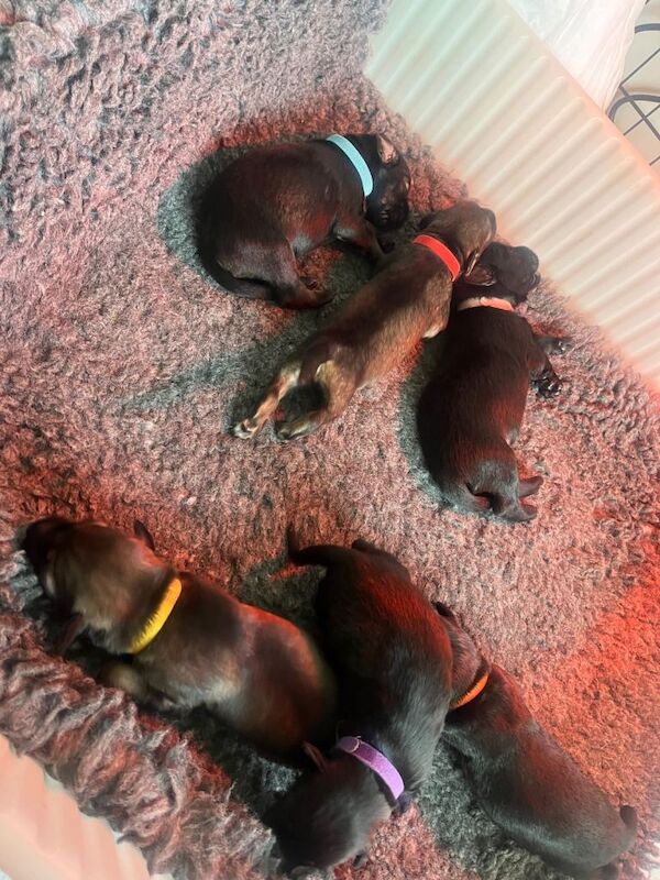 Cocker Spaniel puppies for sale in Abergele, Conwy – 4 months old - Image 3 of 3