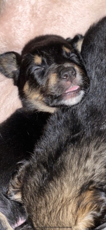 Cocker Spaniel puppies for sale in Sittingbourne, Kent – 5 weeks old