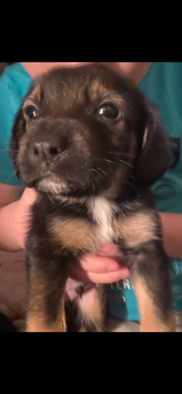 Cocker Spaniel puppies for sale in Sittingbourne, Kent – 3 months old - Image 2 of 3