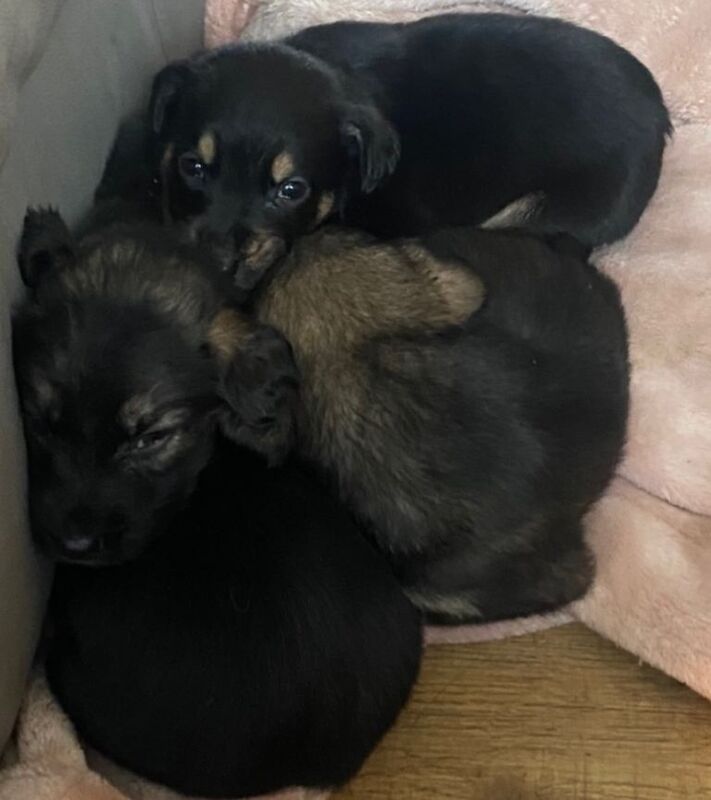 Cocker Spaniel puppies for sale in Sittingbourne, Kent – 3 months old - Image 3 of 3