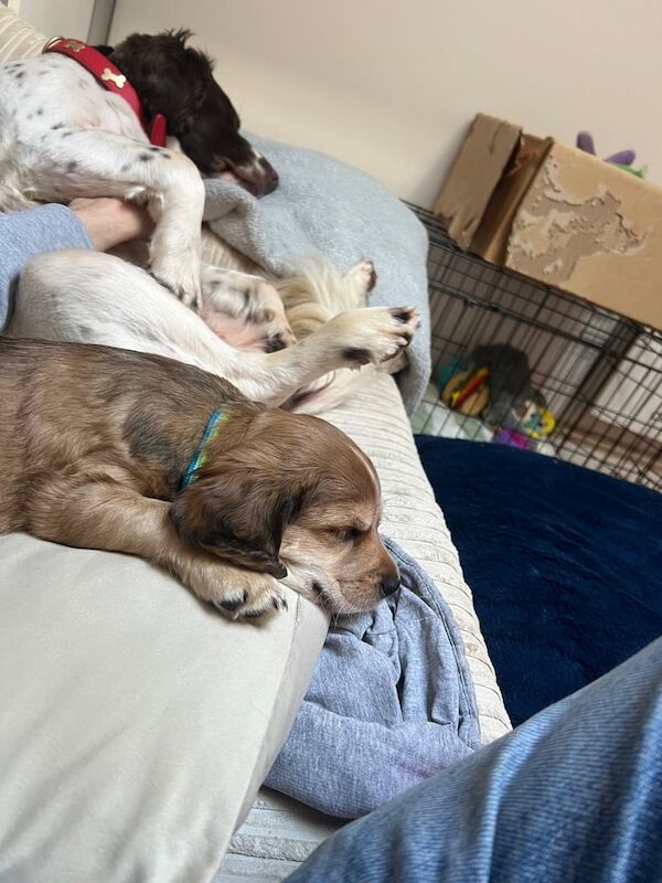 Cocker Spaniel puppies for sale in Trowbridge, Wiltshire – KC registered, 1 year old - Image 2 of 3