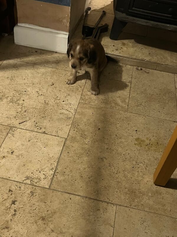 Cocker Spaniel puppies for sale in Trowbridge, Wiltshire – KC registered, 1 year old - Image 3 of 3