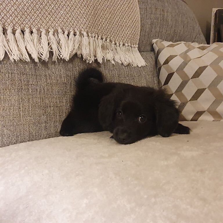 Cocker Spaniel puppies for sale in Pomeroy, County Tyrone – 1 year old - Image 2 of 3