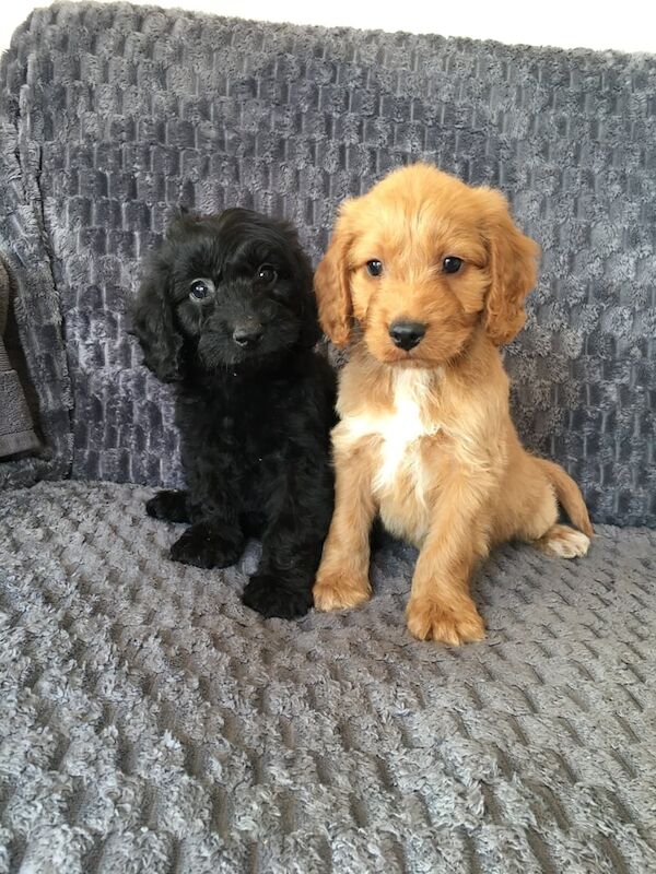 Cocker Spaniel puppies for sale in Hamilton, Lanarkshire – 8 weeks old