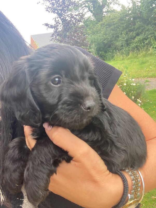 Cocker spaniel X puppies for sale in Wokingham, Berkshire
