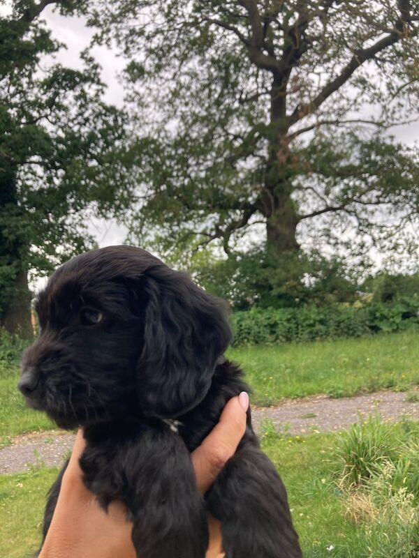 Cocker spaniel X puppies for sale in Wokingham, Berkshire | Image 3