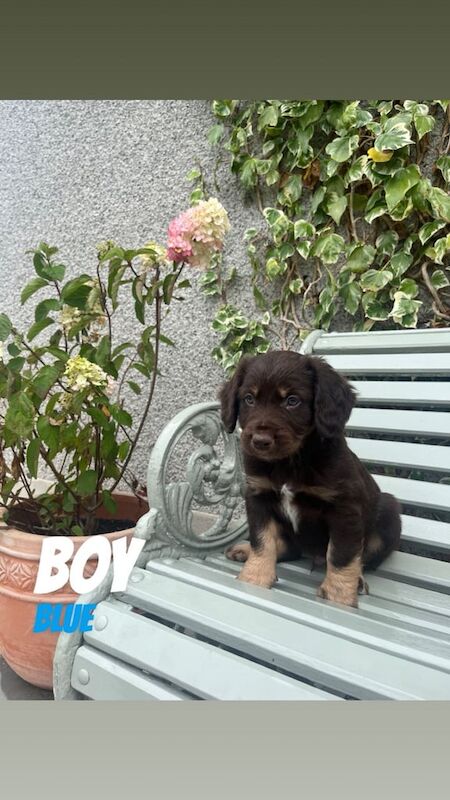 Cocker Spaniel puppies for sale in Dungannon, County Tyrone – 7 weeks old