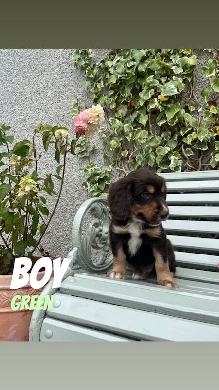 Cocker Spaniel puppies for sale in Dungannon, County Tyrone – 7 weeks old - Image 2 of 3
