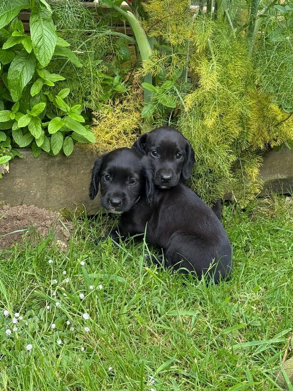 Cocker spaniel X Springer spaniel / Patterdale for sale in Canterbury, Kent