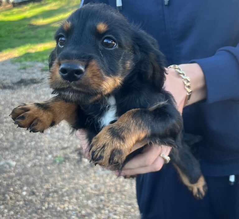 Cocker Spaniel puppies for sale in Shrewsbury, Shropshire – 9 weeks old