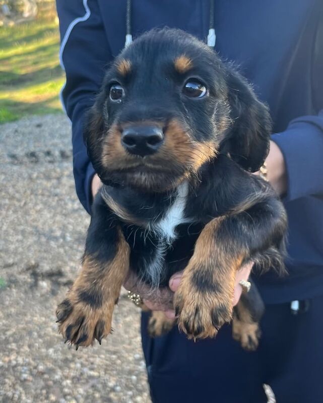 Cocker Spaniel puppies for sale in Shrewsbury, Shropshire – 10 weeks old - Image 2 of 3