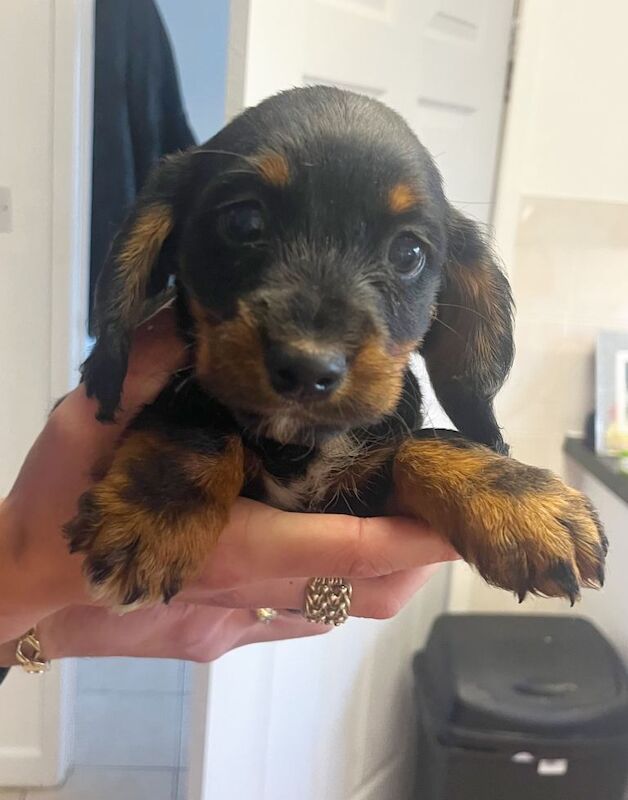 Cocker spaniel x terrier puppies for sale