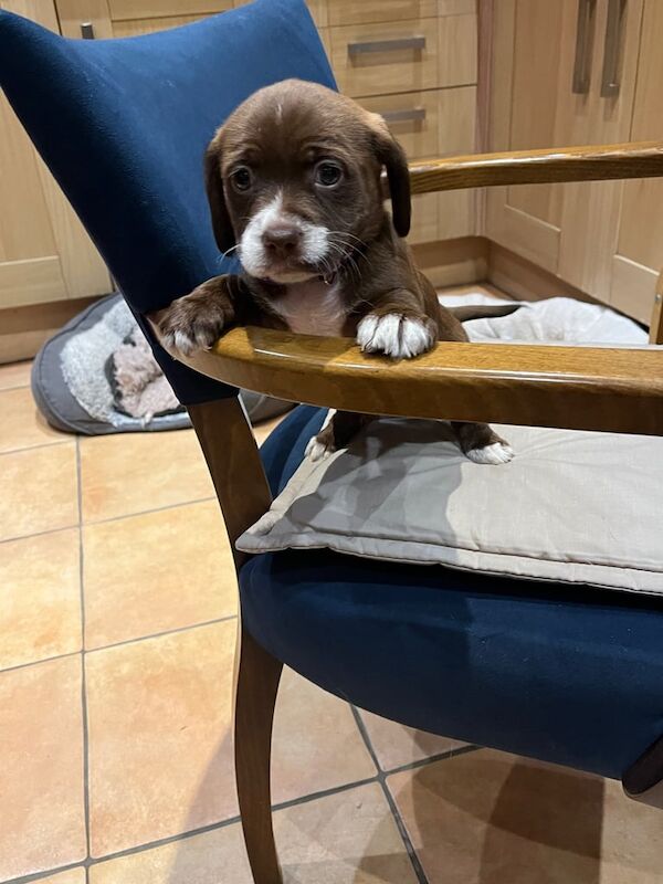 Cocker spaniel x terrier pups for sale in Horley, Surrey - Image 2